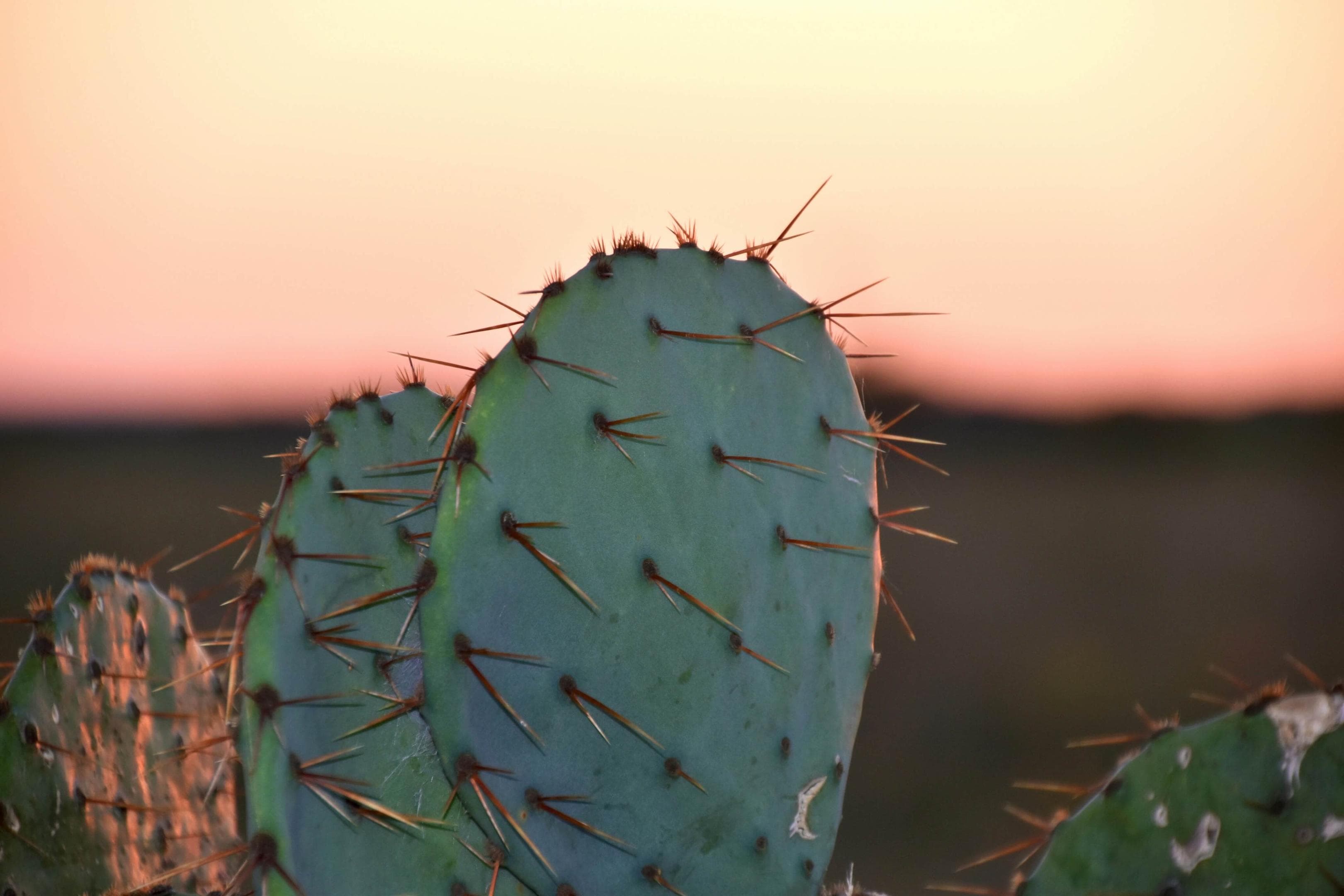 Texas sunset with a cactus in the foreground.